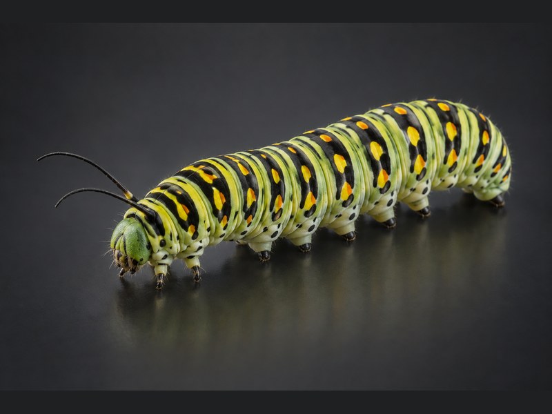 Прокладки Caterpillar